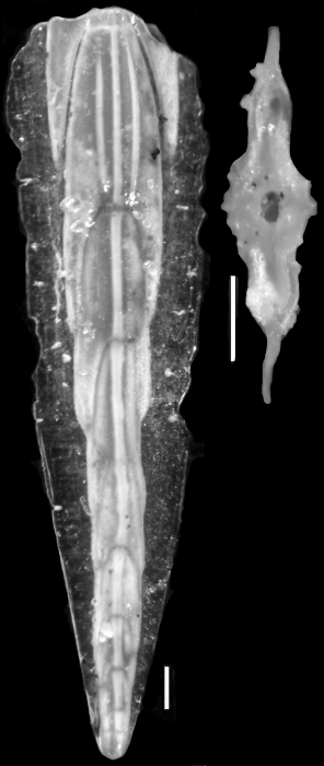 Plectofrondicularia keijzeri Bermudez, 1949 PARATYPE Plectofrondicularia keijzeri Bermudez, 1949 PARATYPE