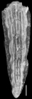 Plectofrondicularia alazanensis Cushman, 1927 HOLOTYPE
