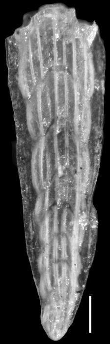 Plectofrondicularia alazanensis Cushman, 1927 HOLOTYPE Plectofrondicularia alazanensis Cushman, 1927 HOLOTYPE