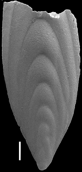 Mucronina compressa (Costa, 1855) IDENTIFIED SPECIMEN Mucronina compressa (Costa, 1855) IDENTIFIED SPECIMEN