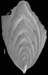 Mucronina compressa (Costa, 1855) IDENTIFIED SPECIMEN