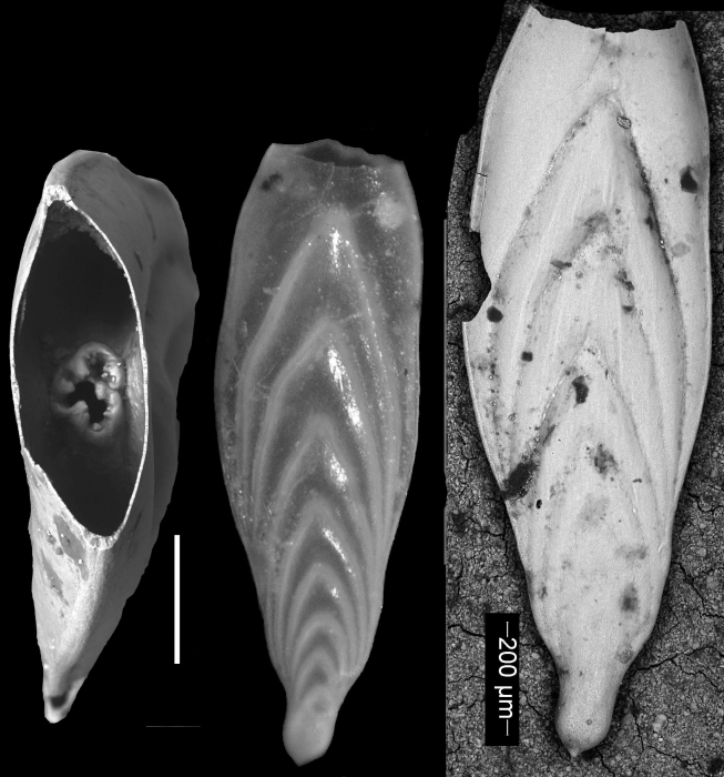 Frondicularia advena Cushman, 1923. HOLOTYPE