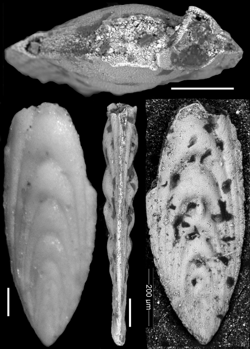 Plectofrondicularia ruthvenmurrayi Cushman & Stainforth, 1945 HOLOTYPE