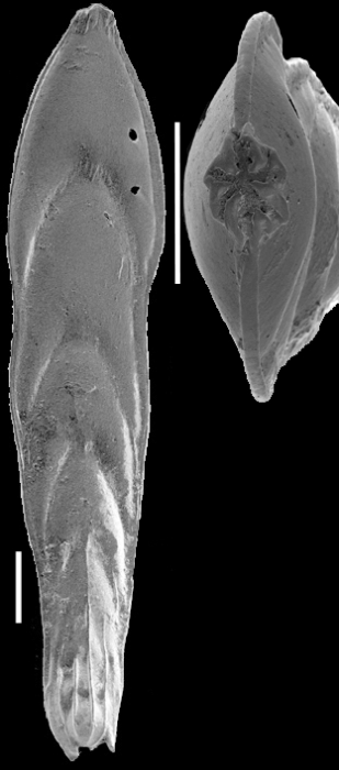 Mucronina dumontana (Reuss, 1861) IDENTIFIED SPECIMEN Mucronina dumontana (Reuss, 1861) IDENTIFIED SPECIMEN