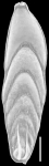 Mucronina dumontana (Reuss, 1861) IDENTIFIED SPECIMEN
