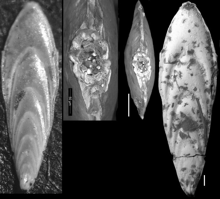 Plectofrondicularia basispinata Cushman, 1935 HOLOTYPE