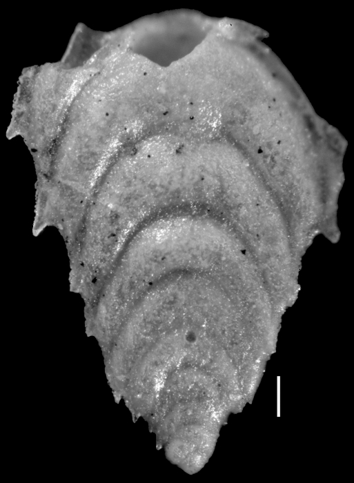 Plectofrondicularia spinifera Cushman & Jarvis, 1929 HOLOTYPE Plectofrondicularia spinifera Cushman & Jarvis, 1929 HOLOTYPE