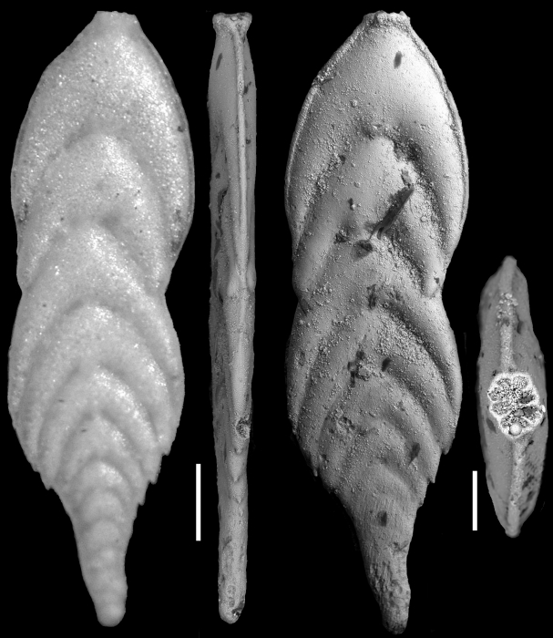 Plectofrondicularia palmerae Cushman & Bermudez, 1936 HOLOTYPE Plectofrondicularia palmerae Cushman & Bermudez, 1936 HOLOTYPE