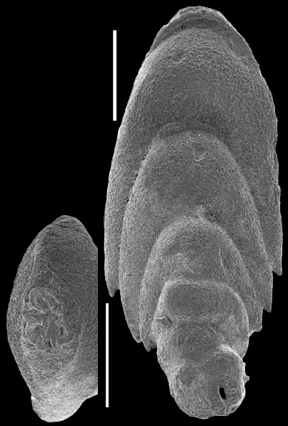 Mucronina flabelliformis (Guppy, 1894) IDENTIFIED SPECIMEN Mucronina flabelliformis (Guppy, 1894) IDENTIFIED SPECIMEN