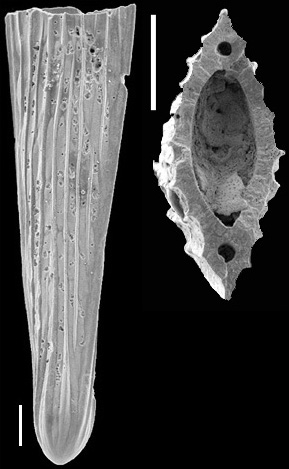 Mucronina hasta (Parker, Jones & Brady, 1865) IDENTIFIED SPECIMEN Mucronina hasta (Parker, Jones & Brady, 1865) IDENTIFIED SPECIMEN