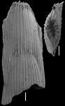 Mucro nina hasta (Parker, Jones & Brady, 1865) IDENTIFIED SPECIMEN