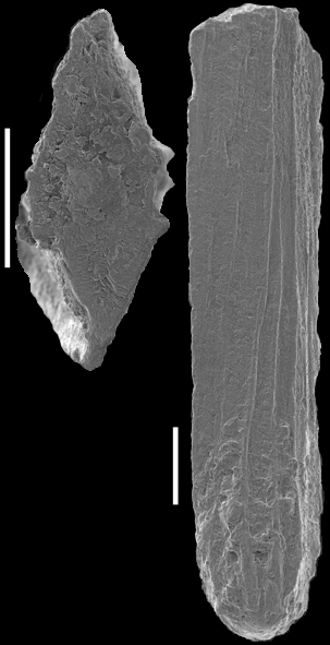 Mucro nina hasta (Parker, Jones & Brady, 1865) IDENTIFIED SPECIMEN