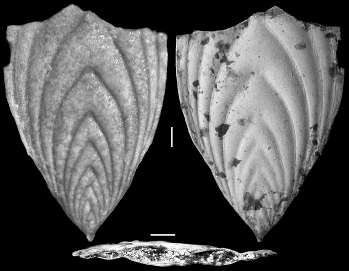 Plectofrondicularia jarvisi Cushman & Todd, 1945 HOLOTYPE