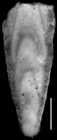Plectofrondicularia morreyae Cushman, 1929 HOLOTYPE