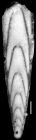 Plectofrondicularia morreyae var exigua Cushman & Stainforth, 1945 HOLOTYPE