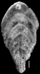 Plectofrondicularia oregonensis Cushman, Stewart & Stewart, 1948 HOLOTYPE