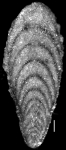 Plectofrondicularia searsi Cushman, Stewart & Stewart, 1948. HOLOTYPE