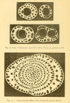 Chromista - Foraminifera (foraminifers)