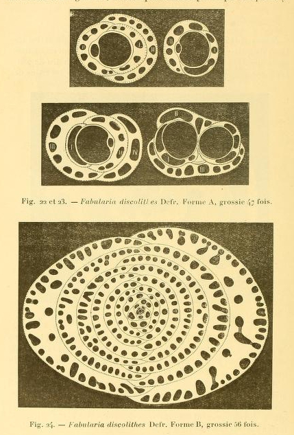 Fabularia discolites Defrance, 1825