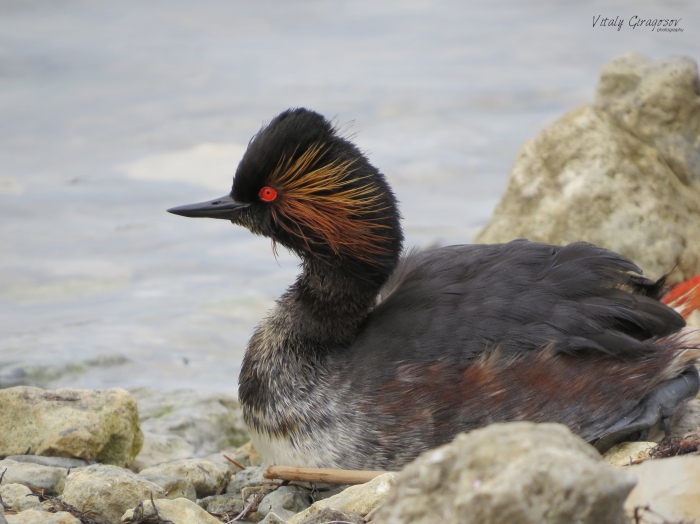 Podiceps nigricollis