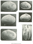 Cretaceous non-marine Ostracoda from Brazil