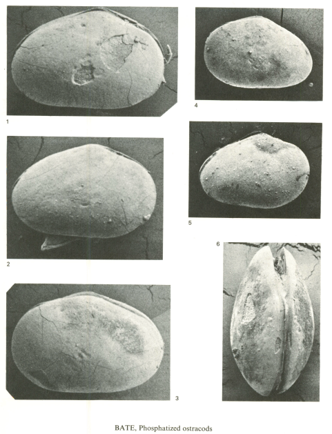 Pattersoncypris micropapillosa Bate, 1972 - Plate from Original description