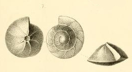 Rotalia praecincta Karrer, 1868 Rotalia praecincta Karrer, 1868