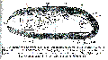 Acoelomorpha (acoelomorphs)