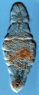 Flagellophora apelti