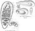 Acoelomorpha (acoelomorphs)