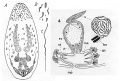 Acoelomorpha (acoelomorphs)