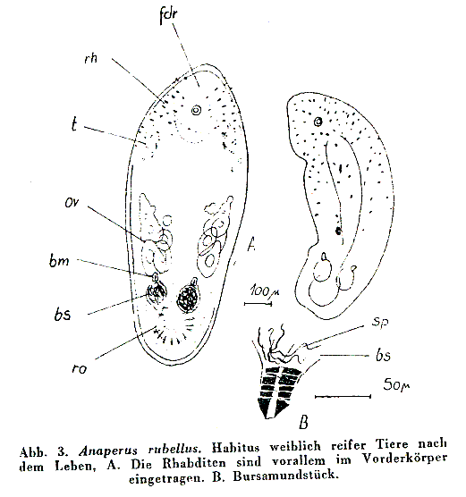 Anaperus rubellus