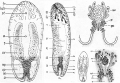 Acoelomorpha (acoelomorphs)