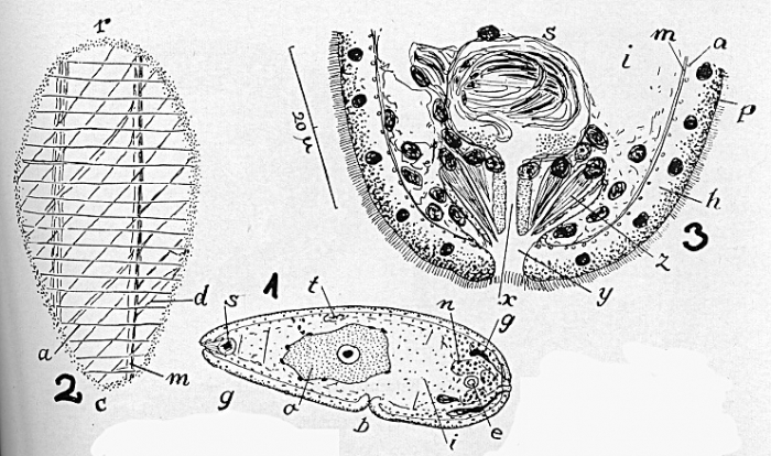 Pseudanaperus tinctus