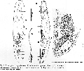 Acoelomorpha (acoelomorphs)