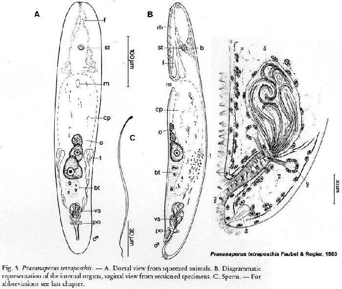 Praeanaperus tetraposthia