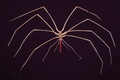 Chelicerata (sea spiders & mites)