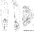 Acoelomorpha (acoelomorphs)