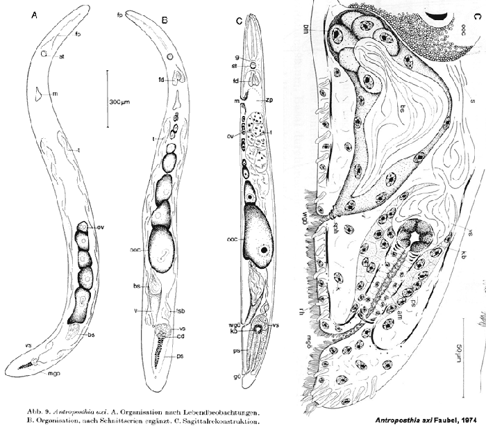 Antroposthia axi