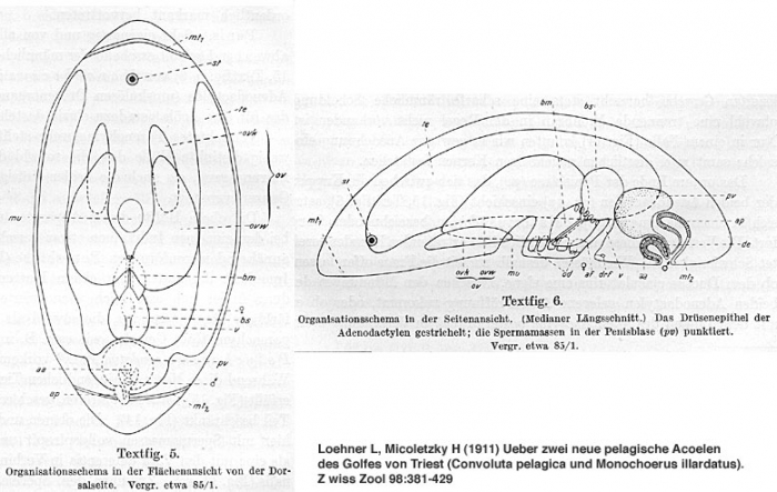 Adenopea illardatus