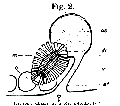 Acoelomorpha (acoelomorphs)