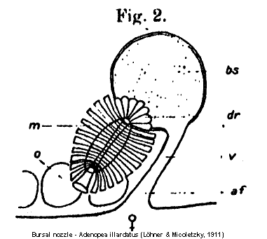 Adenopea illardatus