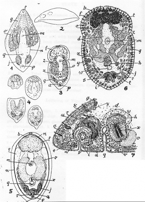 Adenopea cenata