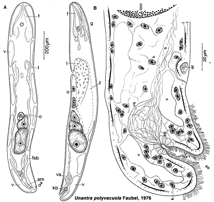 Unantra polyvacuola