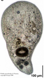 Childia groenlandica