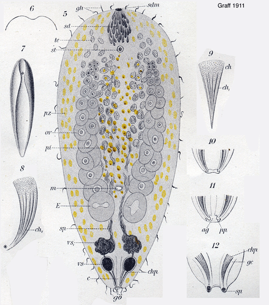 Childia groenlandica