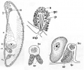 Acoelomorpha (acoelomorphs)