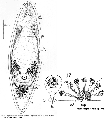 Acoelomorpha (acoelomorphs)