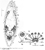 Childia cycloposthium