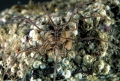 Chelicerata (sea spiders & mites)